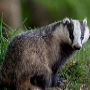 badger