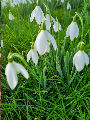 snowdrops